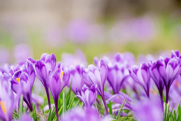 Voorjaarskrokusbloemen — Stockfoto