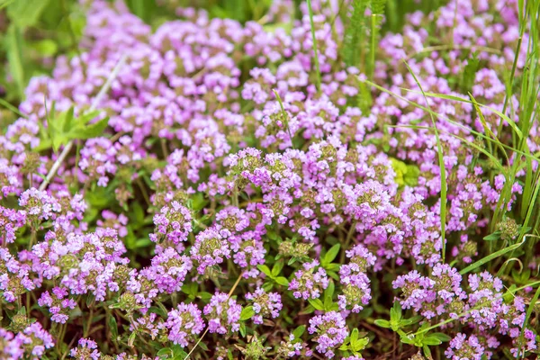 Çiçekli Thymus — Stok fotoğraf