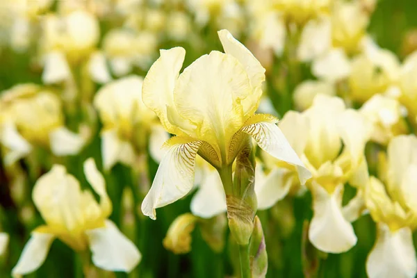 Iris blomma blommar — Stockfoto