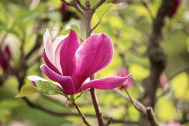 Magnolia bahar çiçekleri
