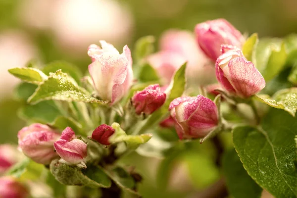 Appelboom bloem — Stockfoto