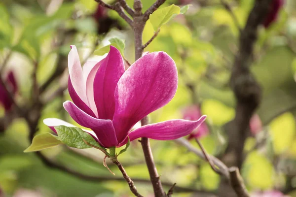 Magnolia fleurs de printemps — Photo