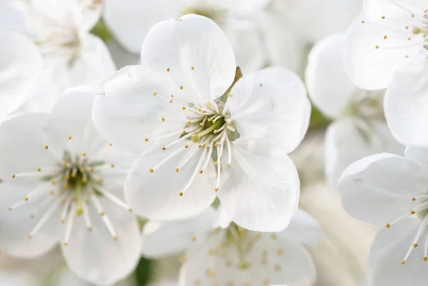 Flores de primavera de cereja — Fotografia de Stock