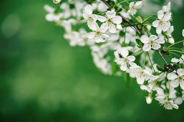 Kersen bloemen frame — Stockfoto