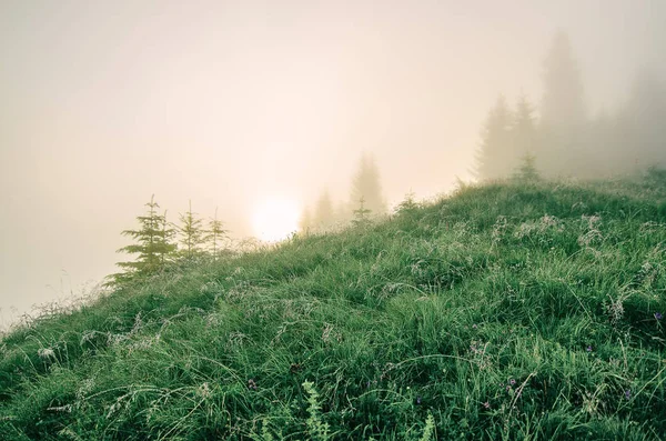 Mlhavá ranní krajina — Stock fotografie