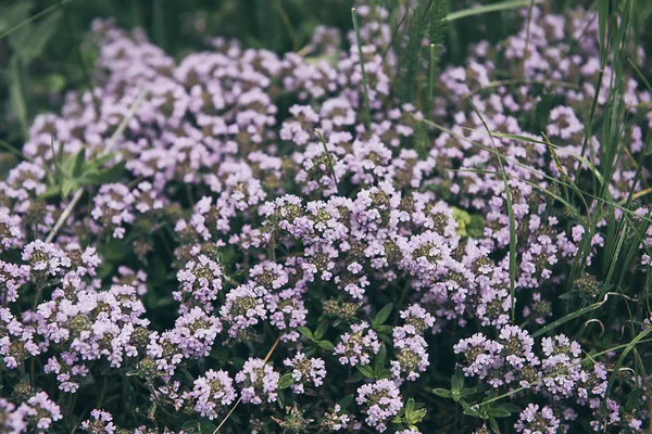 Timo con fiori — Foto Stock