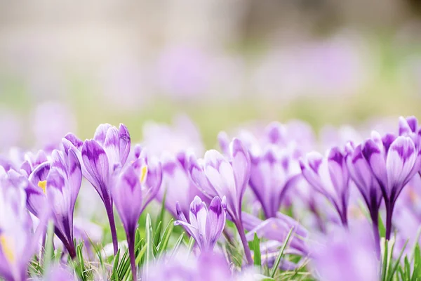 Krokusblüten im Frühling — Stockfoto