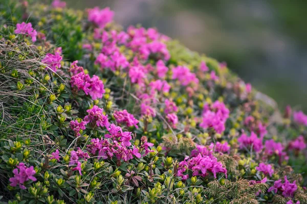 Rhododendron flowers in nature — Stock Photo, Image