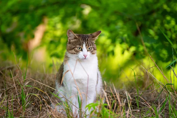 Retrato de gato callejero — Foto de Stock