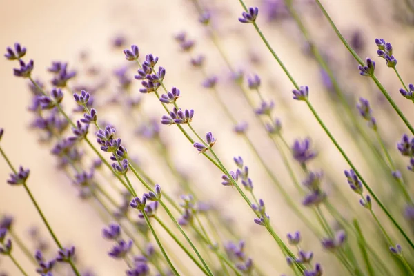 Lavendel schöne Blumen — Stockfoto