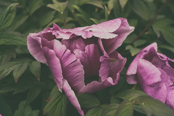 Peonía flor fondo — Foto de Stock