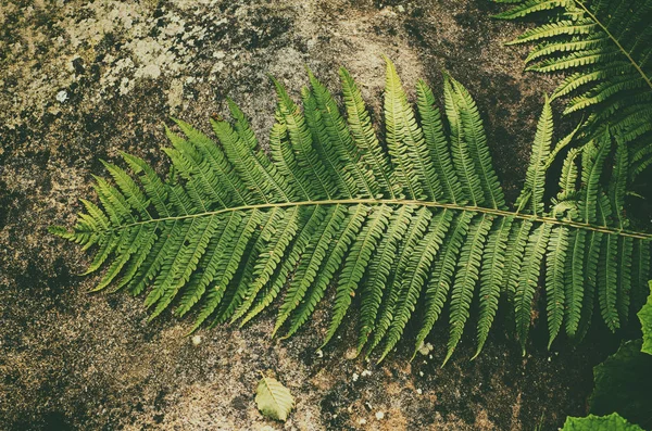 Folha de samambaia na pedra — Fotografia de Stock