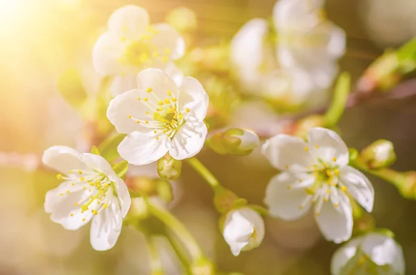 Cornice fiori di ciliegio — Foto Stock