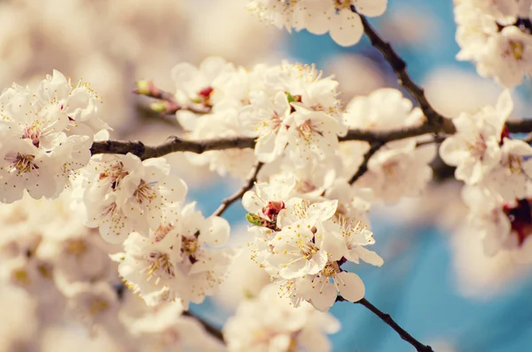 Apricot tree blossoms — Stock Photo, Image