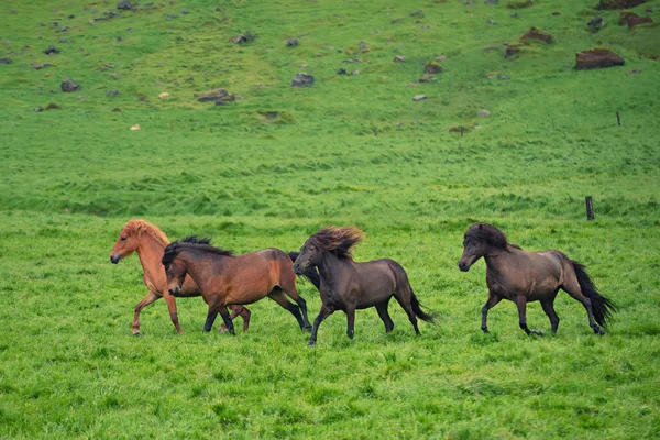 Manada de caballos —  Fotos de Stock