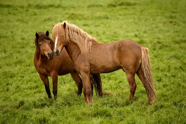 Två ishästar — Stockfoto