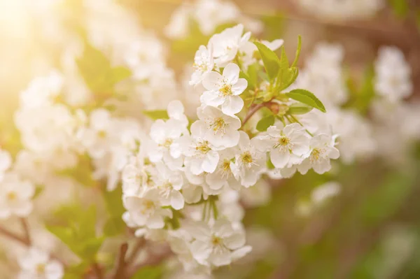 Marco de flores de cereza —  Fotos de Stock