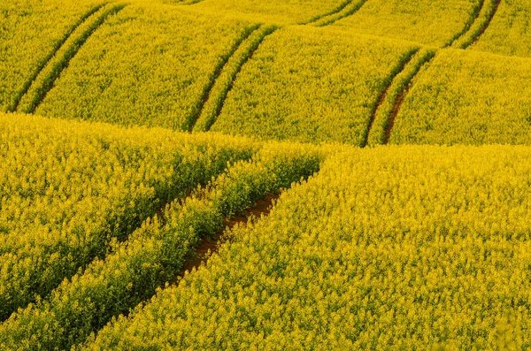 Campo amarelo de colza na primavera — Fotografia de Stock