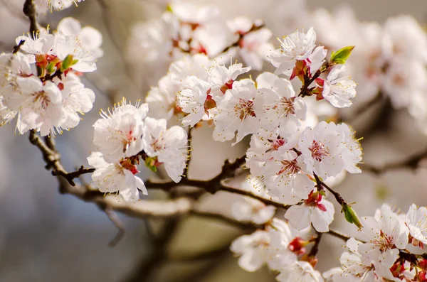 Абрикосове дерево квітка — стокове фото