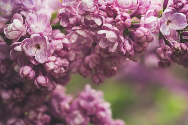 Leylak çiçekleri makro