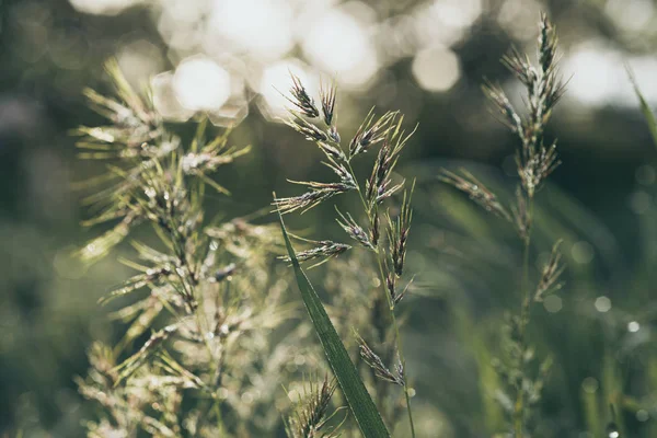 Naturlig abstrakt solig bakgrund — Stockfoto