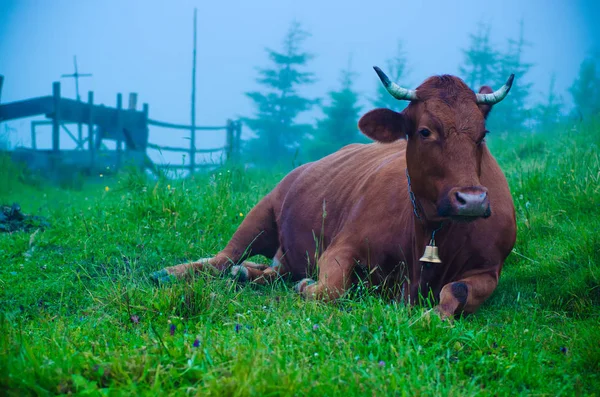 Dojné krávy na louce — Stock fotografie