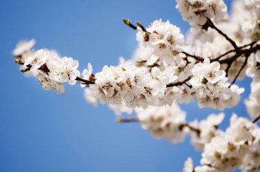 Kayısı ağacı çiçekleri