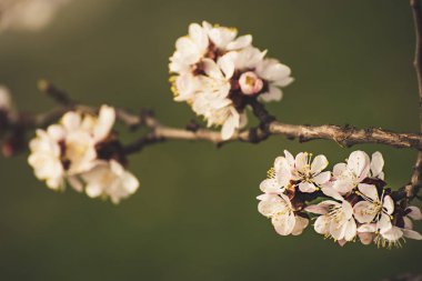 Kayısı ağacı çiçekleri