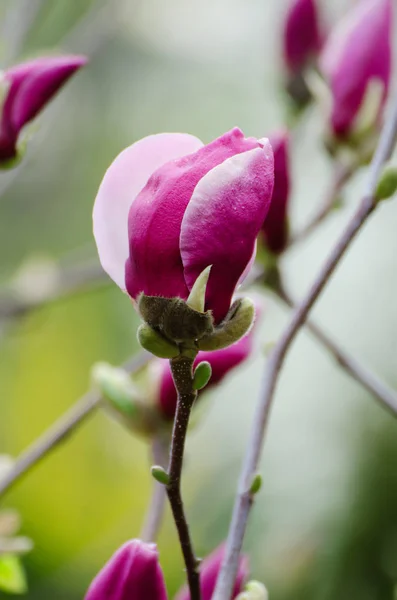 Gemme di fiori di Magnolia — Foto Stock