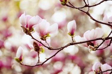 Magnolia bahar çiçekleri