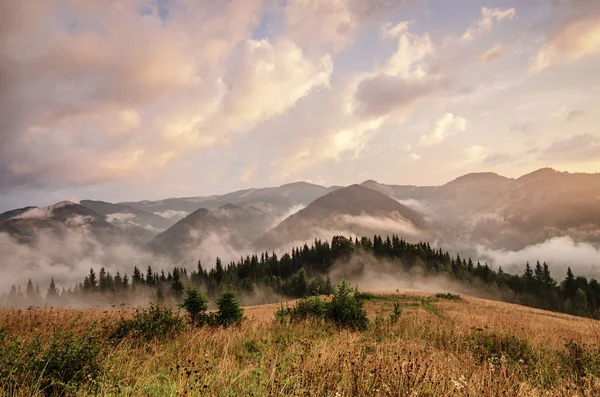 Foggy morgon landskap — Stockfoto