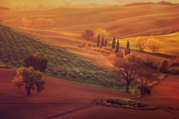 Toscaanse velden en bomen — Stockfoto