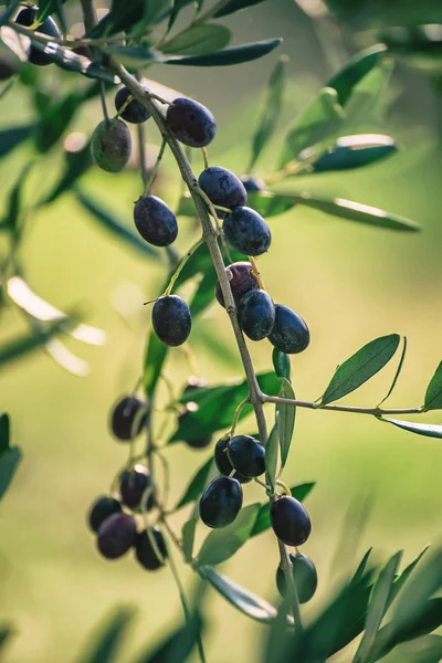 Meyveli zeytin ağacı — Stok fotoğraf