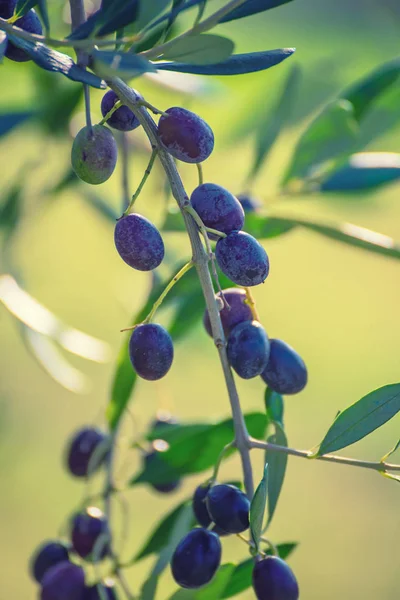 Meyveli zeytin ağacı — Stok fotoğraf
