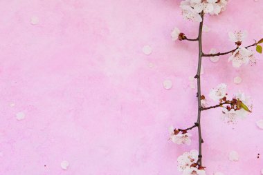 Kayısı çiçekleri çimentoda