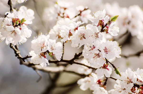 Aprikos trädblomma — Stockfoto