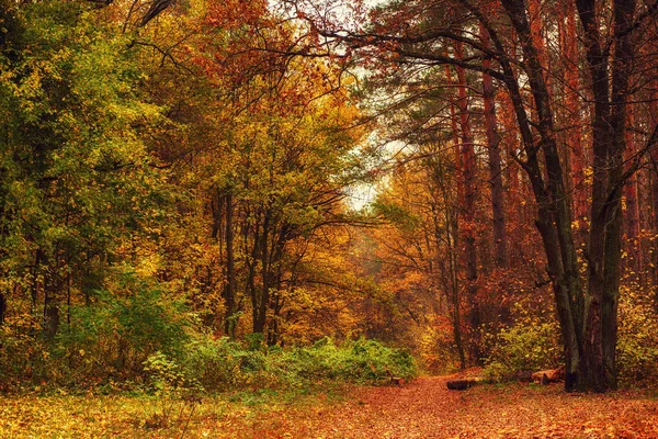 Herbstlich schöner Park — Stockfoto