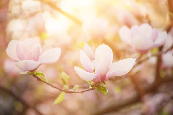 Magnolia fiori primaverili — Foto Stock