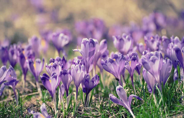 Jarní krokus květiny — Stock fotografie