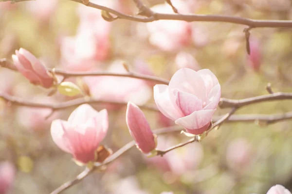 Magnolia lentebloemen — Stockfoto