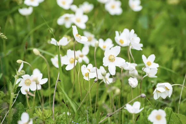 Witte anemona bloemen — Stockfoto