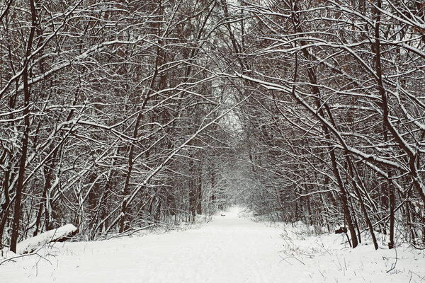 Winter forest with path