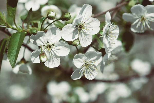 Cadre de fleurs de cerise — Photo