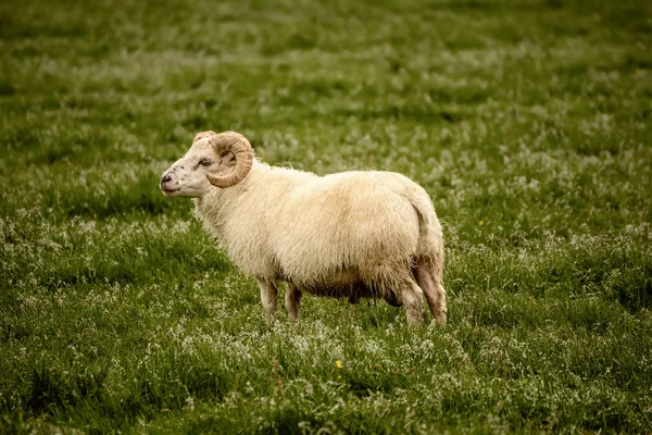 Pastoreo de ovejas en Islandia — Foto de Stock