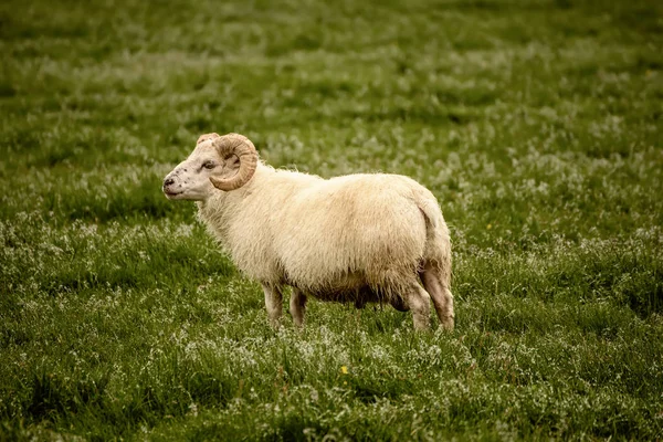 Schafe weiden in Island — Stockfoto