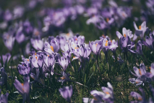 봄 크로커스 꽃 — 스톡 사진