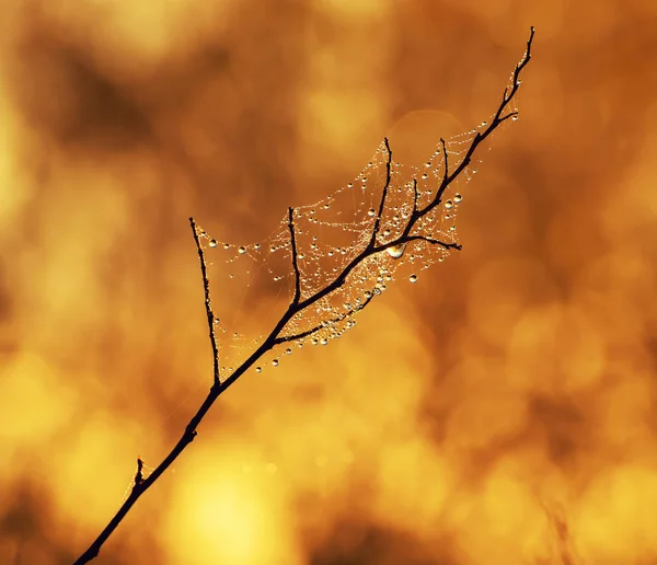 Ramoscello di albero con goccioline — Foto Stock