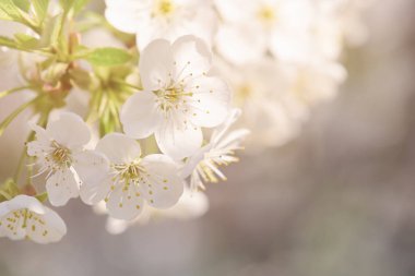 Kiraz çiçekleri çerçevesi