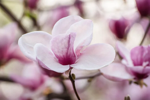 Magnolia lentebloemen — Stockfoto