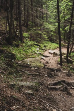 Kuzey İskandinav Ormanı